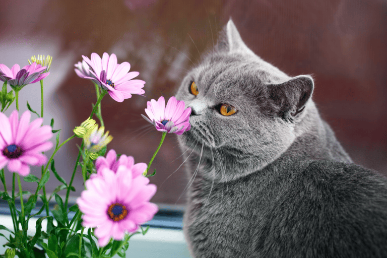 Grey British cat sniffs pink flowers, feline character and behavior