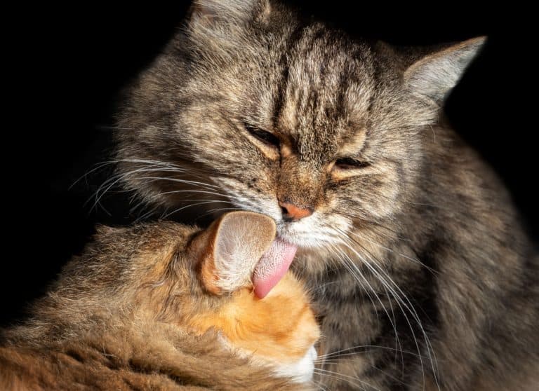 two cats grooming each other called allogrooming