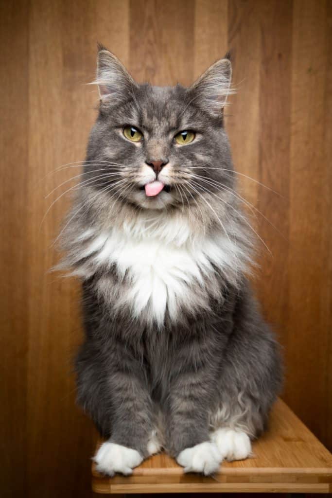 Grey and white fluffy kitty with a cute blep
