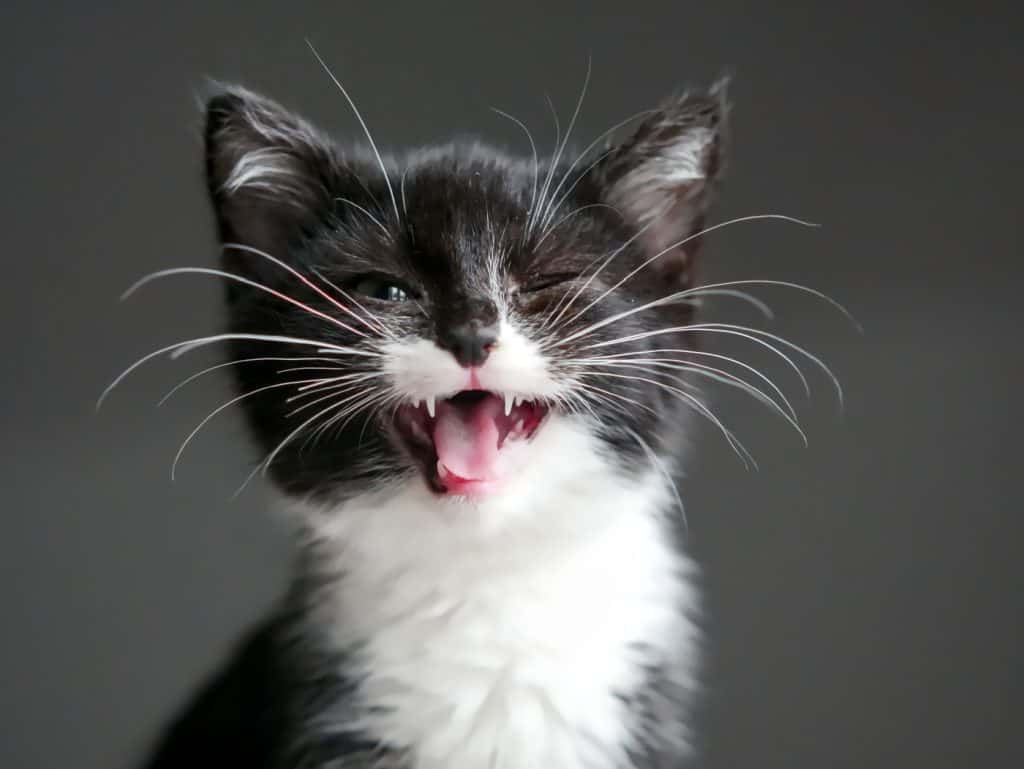 A kitten making a funny face. Looking like it is both smiling and winking. Prominent whiskers