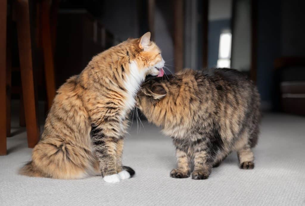 Two cats grooming each other