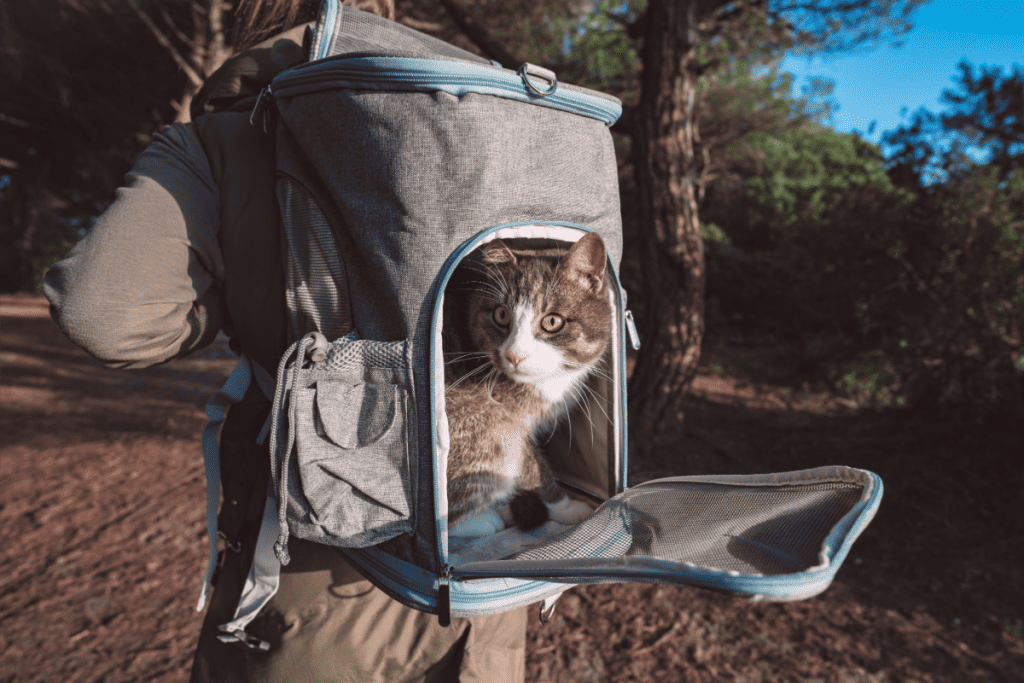 Image of a backpack cat carrier with a cat peeking out