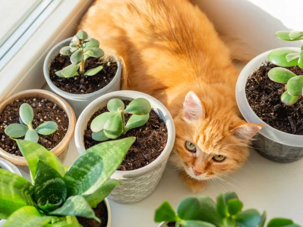 Cute ginger cat is sitting on window sill among flower pots with houseplants. Fluffy domestic animal near succulent Crassula plants. Cozy home lit with sunlight.
