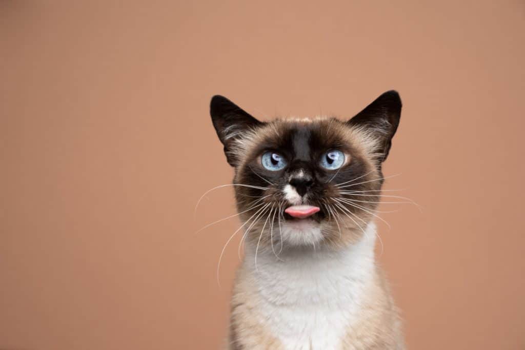 Siamese cat with a cute blep