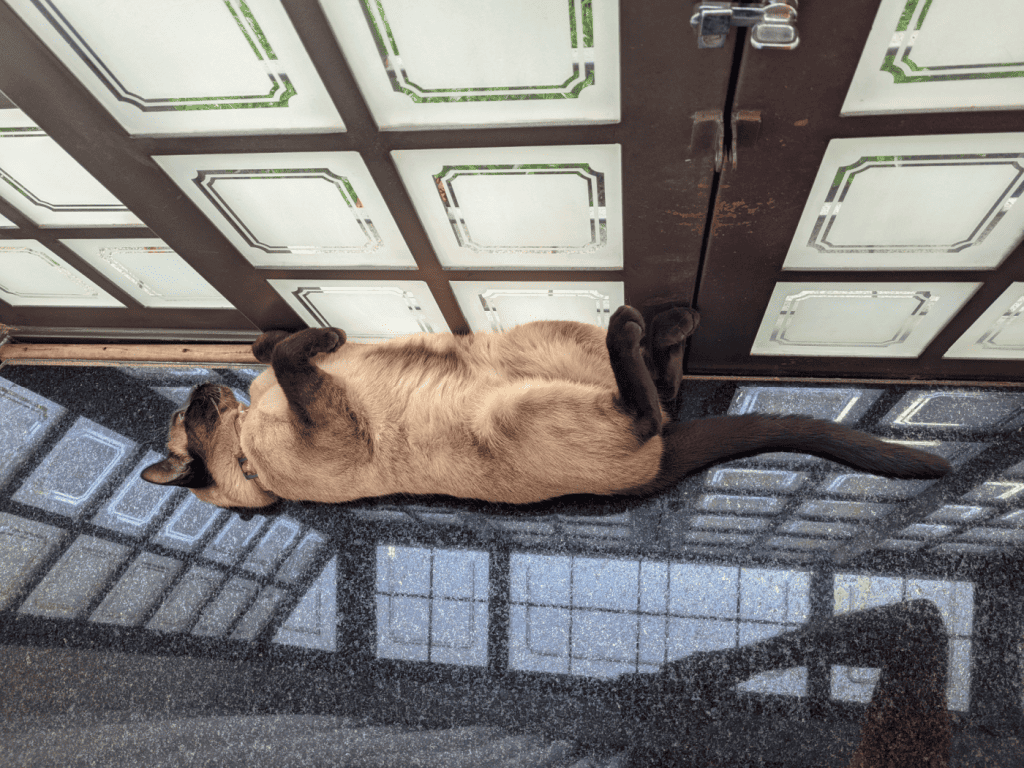 Siamese cat sleeping on back by a window