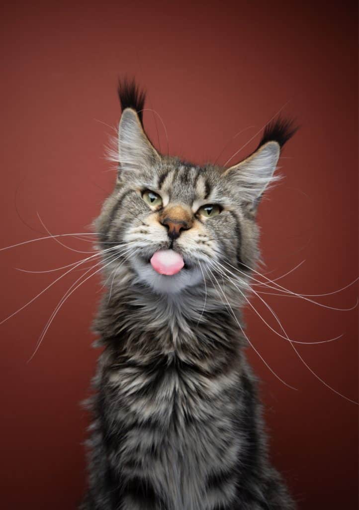 A cute kitty with wild whiskers sticking his tongue out and looking at the camera.