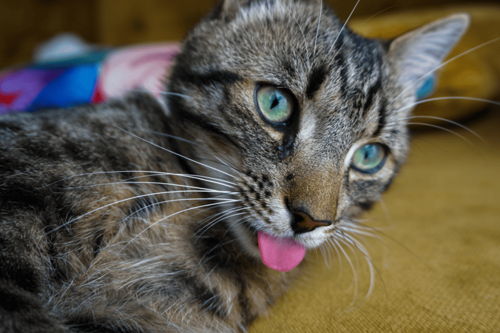 Multicolored cat with a cute blep