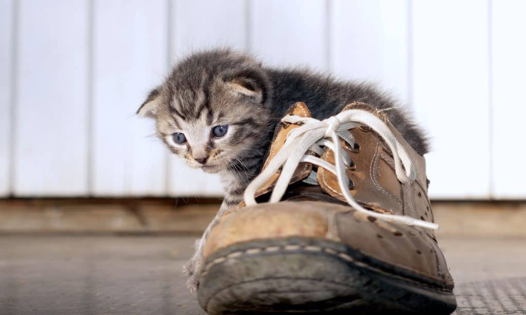 Tiny kitten inside of a human shoe