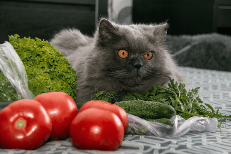A british shorthair looking at a pile of vegetables including a cucumber