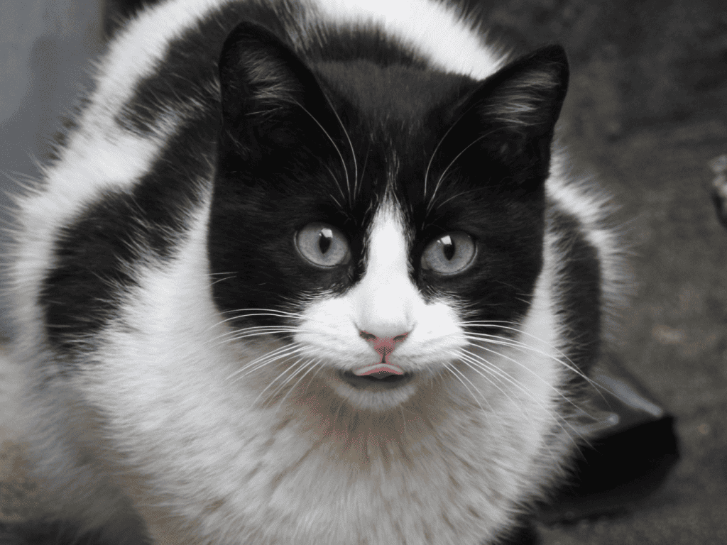 a black and white cat with whiskers and ear whiskers
