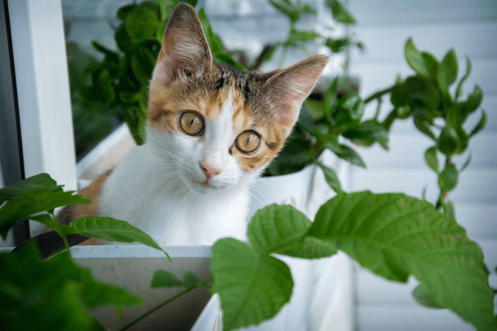 Fluffy red kitten sits on the windowsill. Indoor plants on the windowsill and red-white-black kitten.
