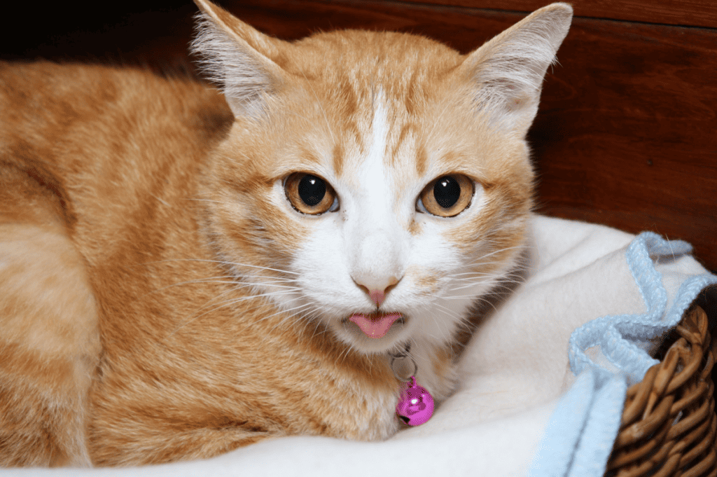 Pretty orange tabby showing a comfortable blep