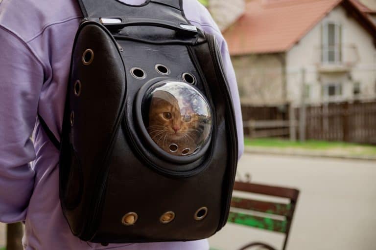 A black wearable cat carrier with a cat peeking out of the visible section.