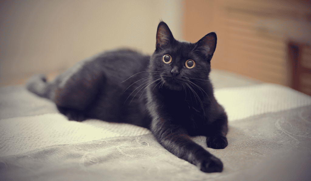 Black kitty with black whiskers