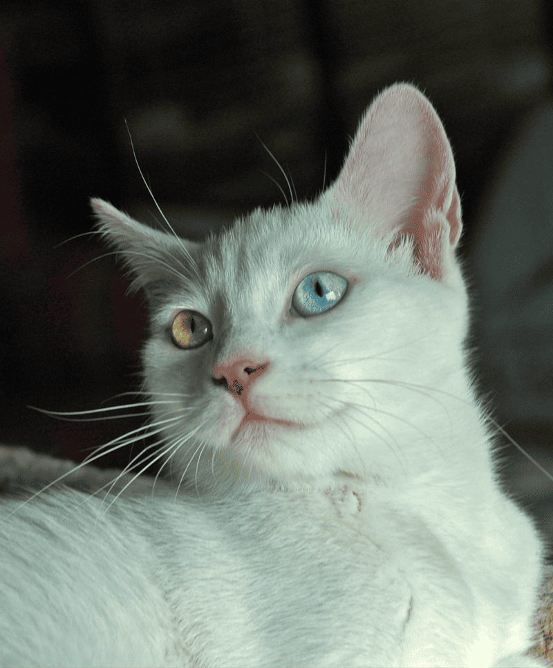 Beautiful turkish van cat with two different colored eyes - one blue and one amber