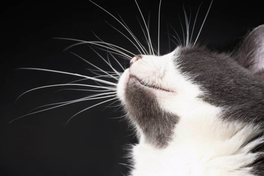 A close up image of a cat and whiskers