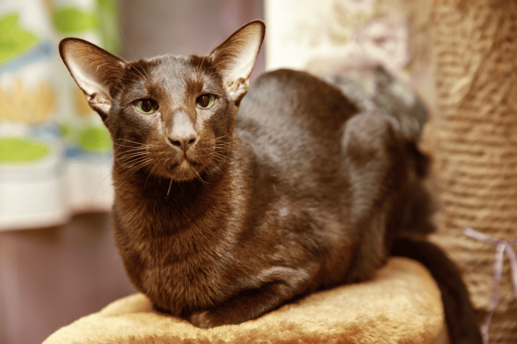 A chocolate brown short haired cat