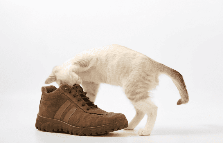 Light colored cat is digging into a shoe for a toy