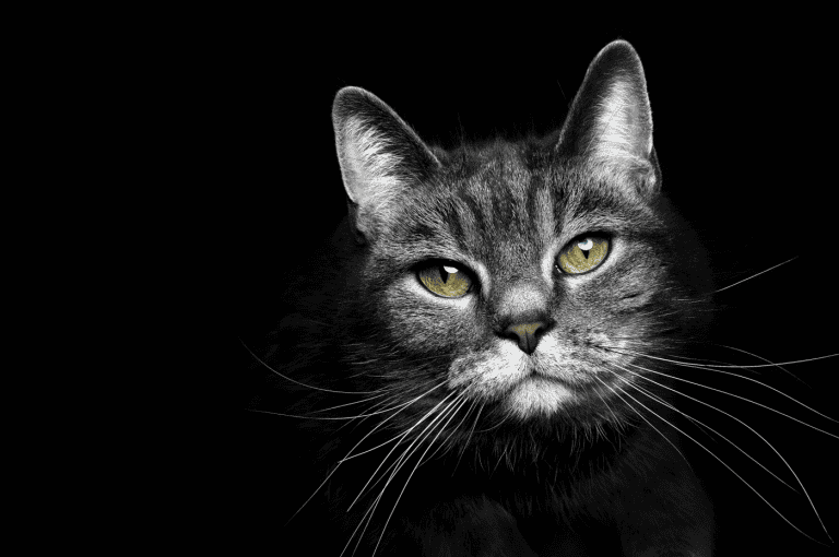 A portrait of a grey cat on a black background with prominent whiskers