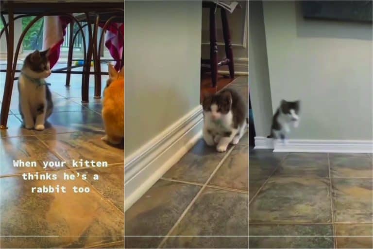 Collaged photo of a cat mastering the art of copying, This Copycat Kitten Nails the Rabbit Hop - You Have to See It!