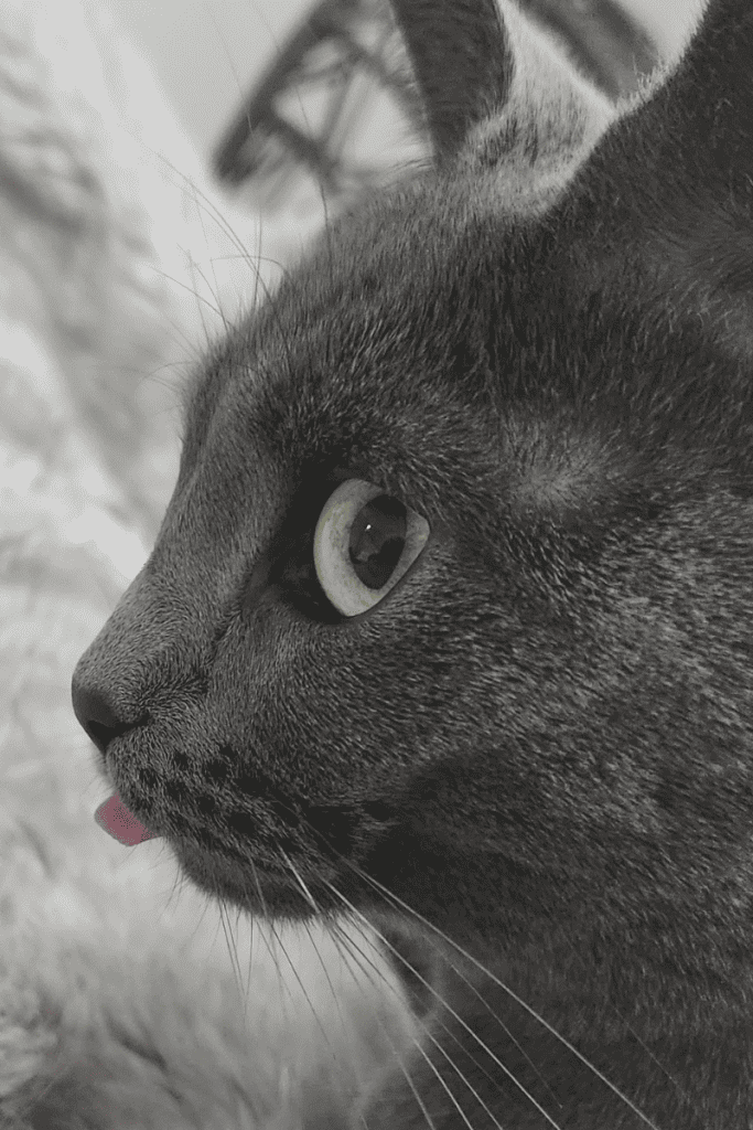 Adorable profile view of a grey cat with a great blep
