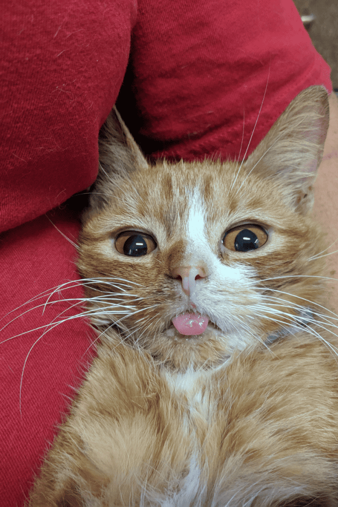 Precious orange tabby with a snuggle and blep