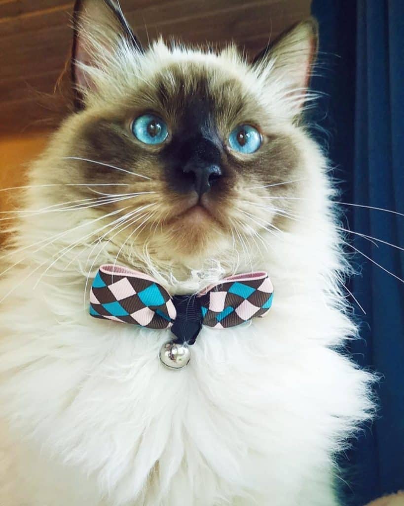 Adorable cat wearing a bowtie and showing off his whiskers