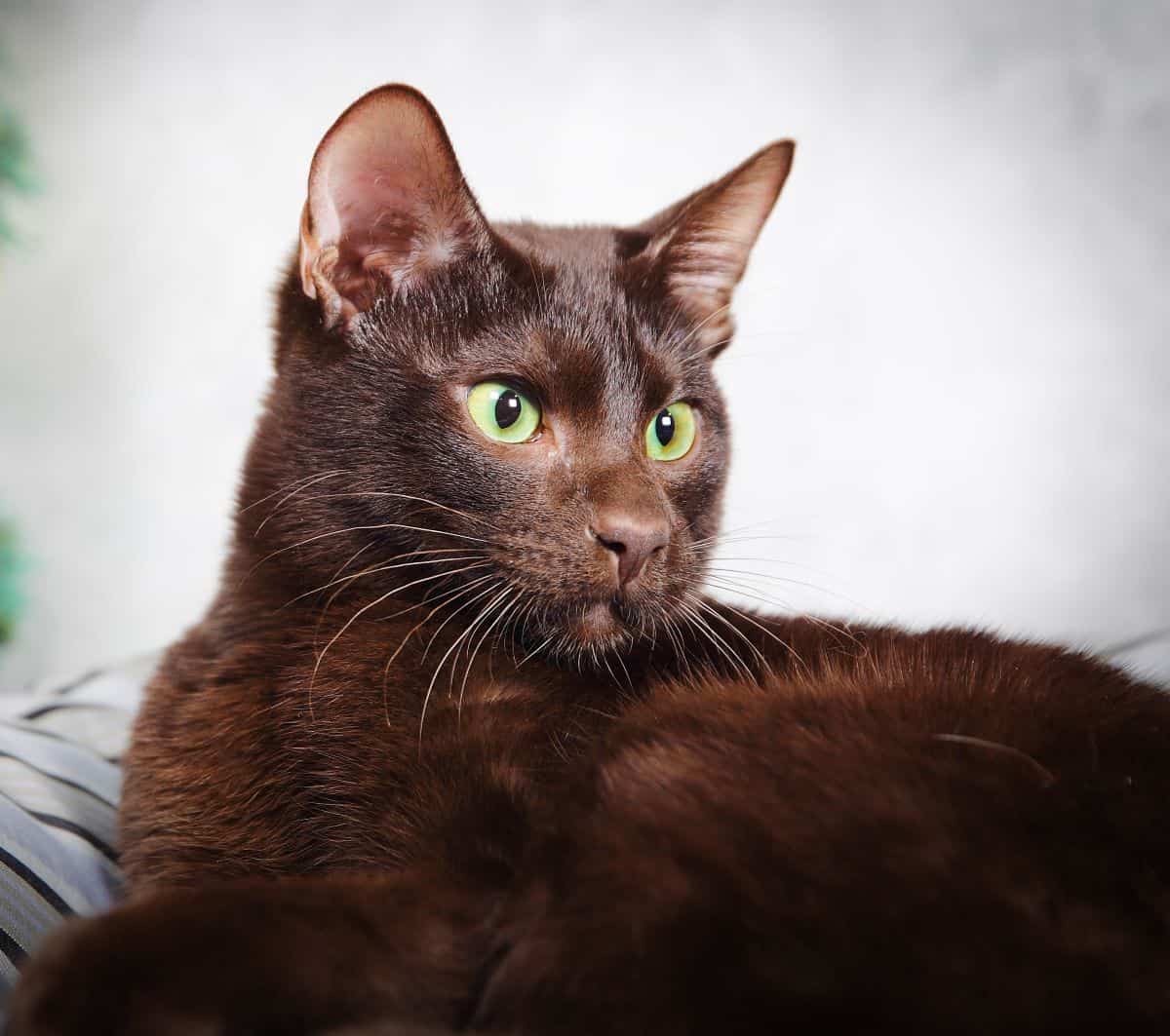 Havana brown cat