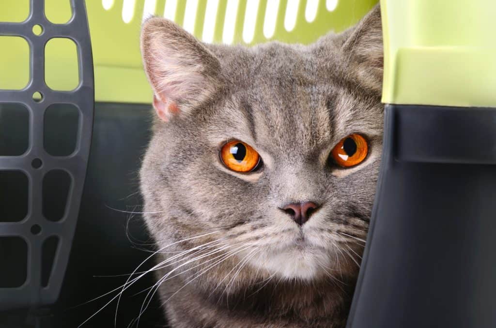 Cat inside cat carrier