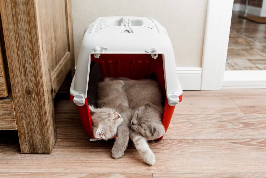 Two cats asleep in a carrier