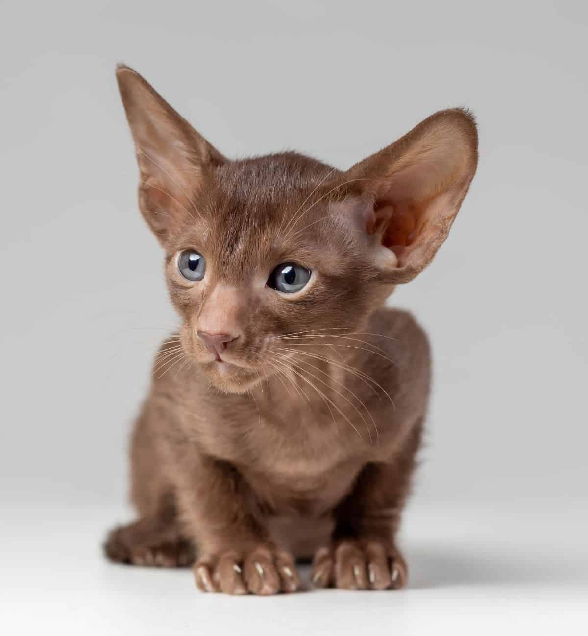 Oriental kitten - chocolate brown in color