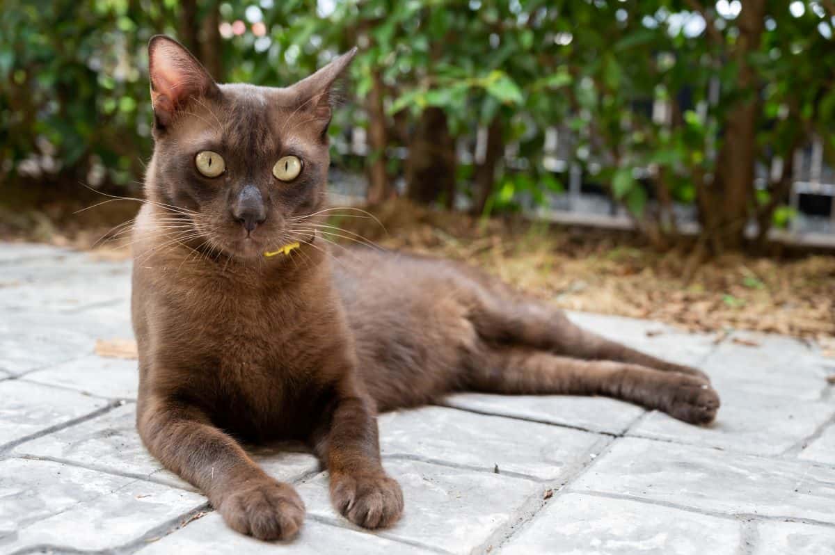 chocolate brown cat