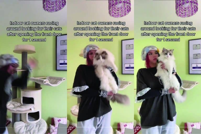 A collaged photo of a cat owner chasing and holding her cat, Cat Owner's Hilarious Chase: The Relatable Content We Never Knew We Needed