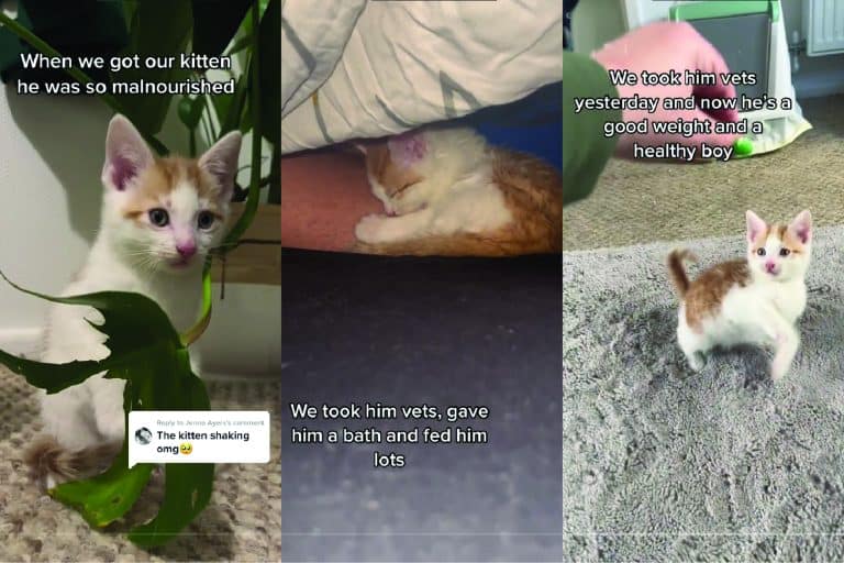 A collaged photo of a kitten's journey to health and happiness, A Malnourished Kitten's Journey to Health and Happiness-01