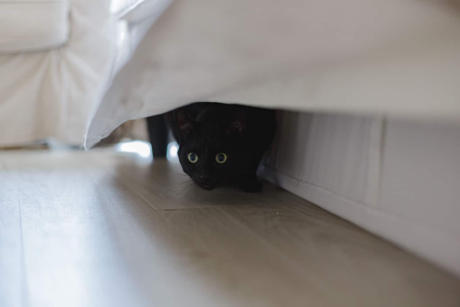 Black domestic shorthair cat hiding under the bed