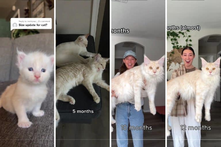 Collaged photo of a Maine coon cat's growth, Incredible Growth of a Maine Coon Captured on TikTok: From Kitten to King