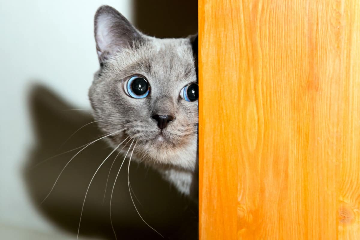 Frightened thai cat looks behind board, real emotion, phobia Study Shows Scaredy Cats More Likely To Avoid The Litter box
