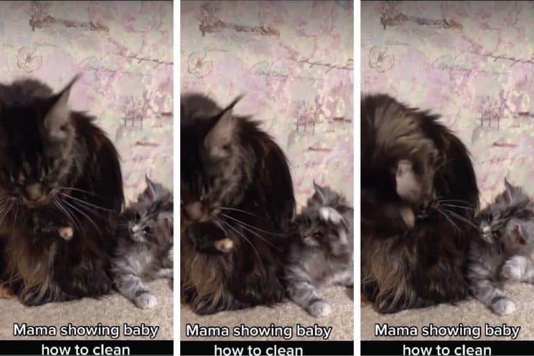 How Kittens Learn From Their Mothers