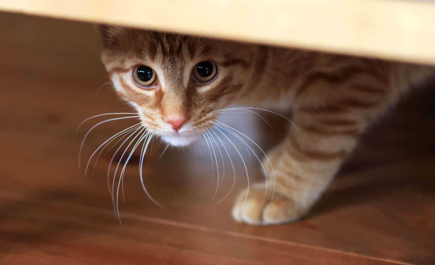 Orange-tabby-cat-cautious-looks-out-from-under-hiding-place-1 Study Shows Scaredy Cats More Likely To Avoid The Litter box