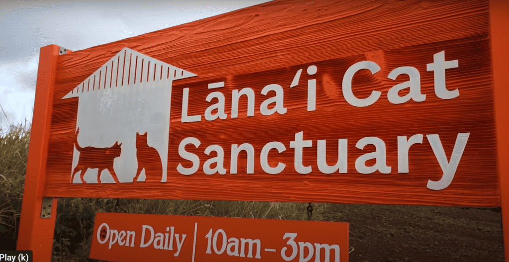 Screenshot from youtube video featuring Lanai cat sanctuary sign from hawaii saying "open daily 10am-3pm