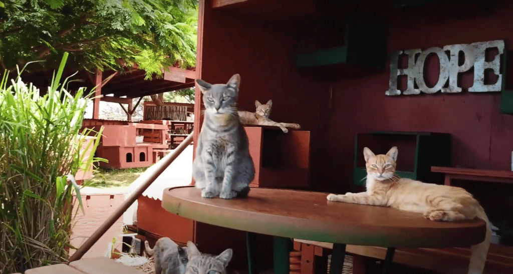 A photo of cats lounging outside at the Lanai Cat Sanctuary 