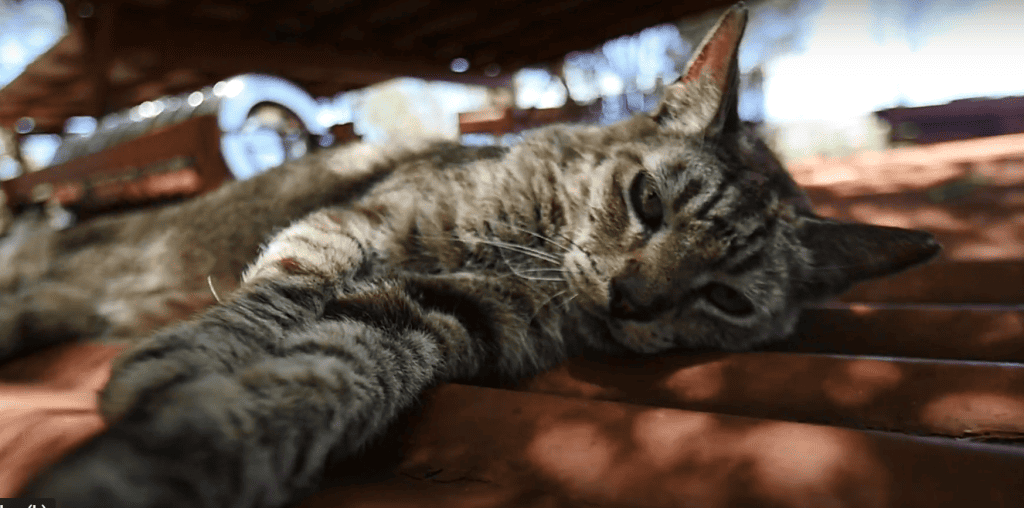 A closeup photo of a cat at lanai cat sanctuary 