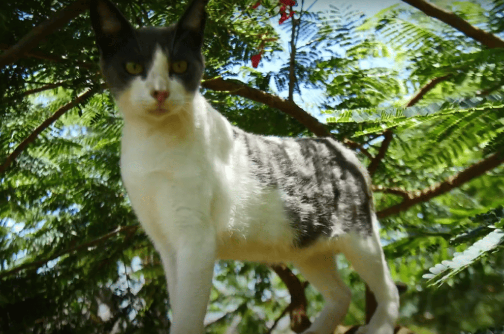 Lanai cat sanctuary