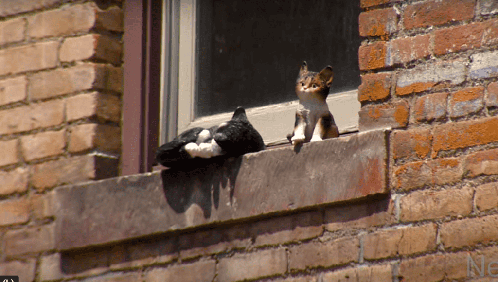 Denver's Cat Alley - two cats are perched on a windowsill