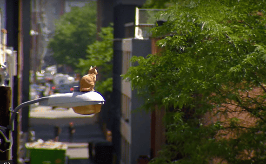 Denver's cat alley - with a cat on top of a street light