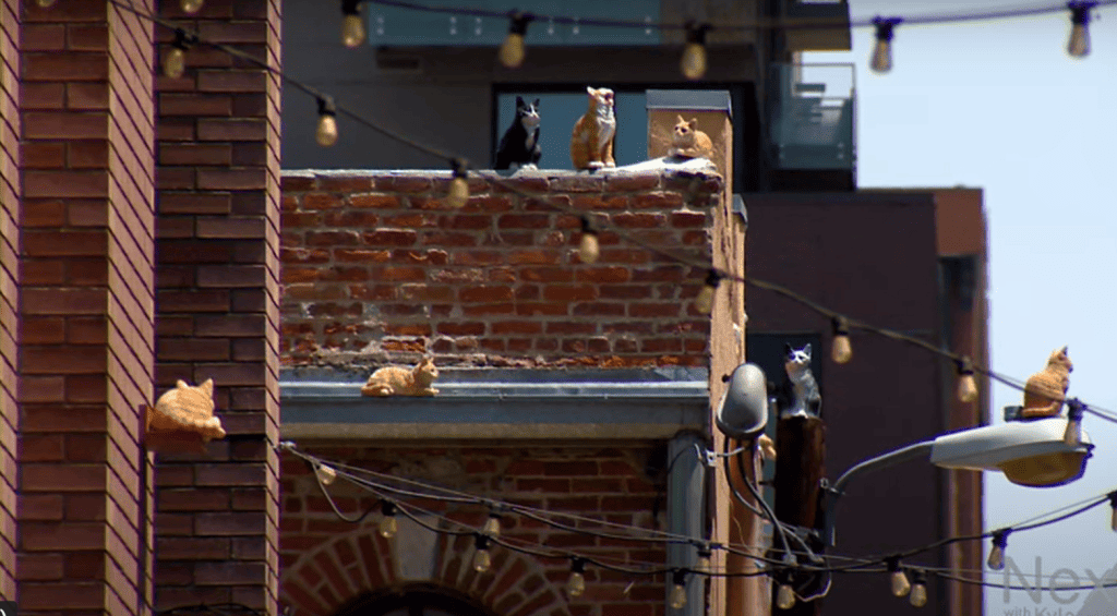 Denver's cat alley - you can see cats everywhere you look