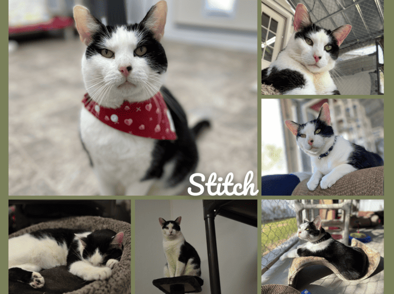 Stitch - a black and white rescue kitty living in a sanctuary