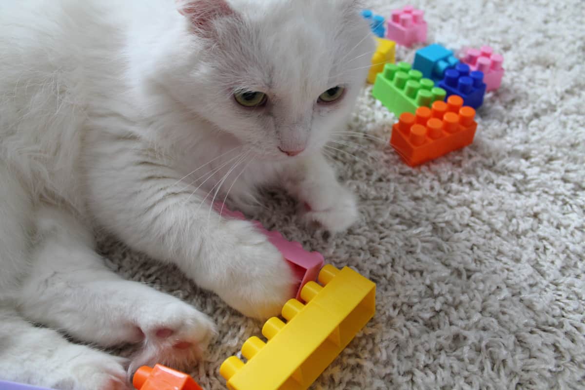 cat lies on a floor with a colorful blocks