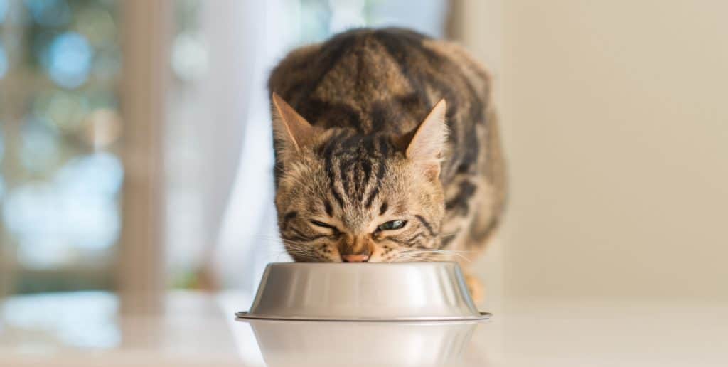 feline cat eating on a metal bowl
