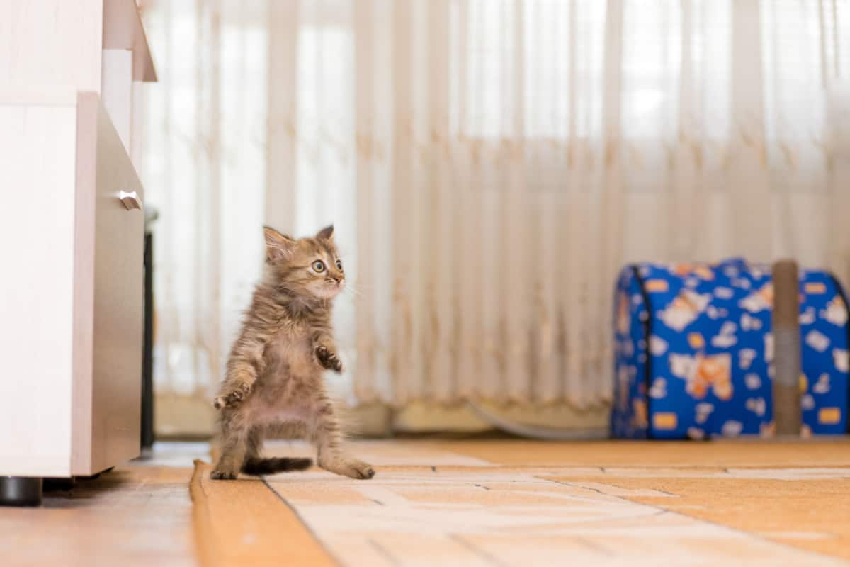 kitten standing and look scared